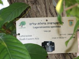 Lagerstroemia speciosa 2021a